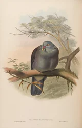 Palumbus elphinstoni = Columba elphinstonii